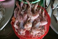 Lecker Froschschenkelchen