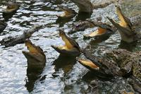 Unterwegs - Krokodilfarm