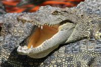 Unterwegs - Krokodilfarm