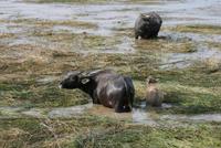Unterwegs nach Siem Reap