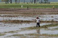 Unterwegs nach Siem Reap - Reisbauern