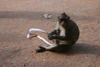 Angkor Wat - Bewohner