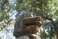 Dschungeltempel Ta Prohm