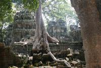 Dschungeltempel Ta Prohm