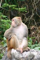 Ha Long Bucht - Bewohner