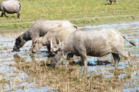 Unterwegs nach Hoi An