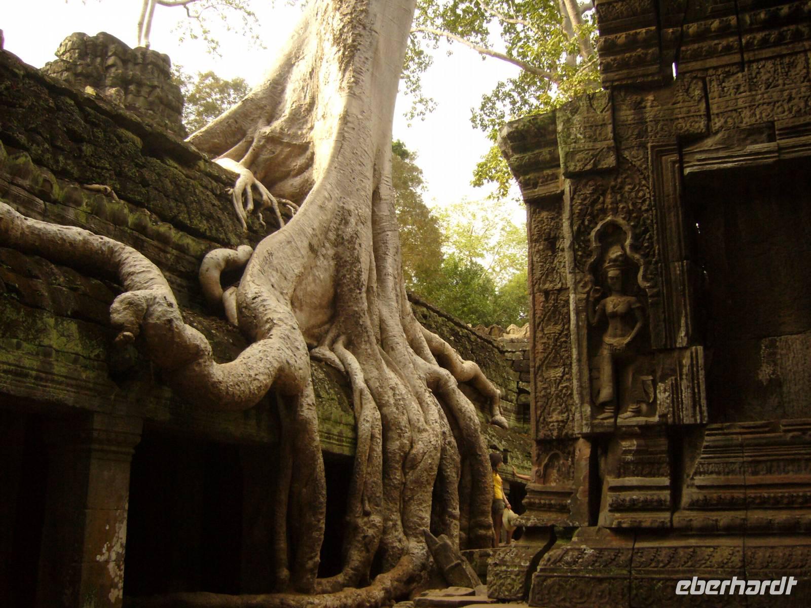 Dschungeltempel Ta Prohm