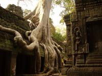 Dschungeltempel Ta Prohm
