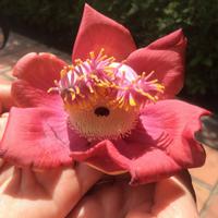 203 Kanonenkugelblume