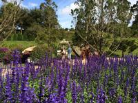 519 Blumengarten Dalat