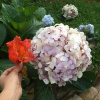 531 Riesenhortensien