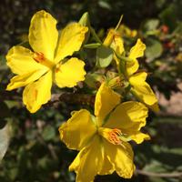 560 Pfirsichbaeumchen