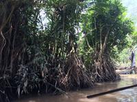 721 Mangrovenlandschaft