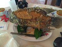 725 Elefantenohrfisch