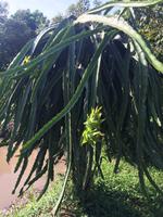 763 Drachenfruchtbaum