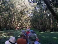 789 Eukalyptusmangrovenwald