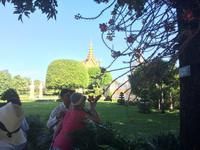 809 Kanonenkugelbaum