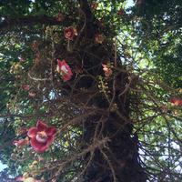 810 Kanonenkugelbaum