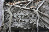 Angkor - Ta Phrom