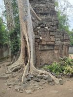 Bäume geben Halt, in Angkor Thum