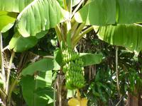 Bananenstaude