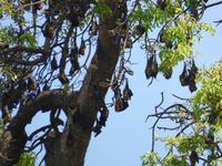 Baum mit Flughunden
