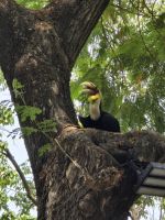 Beim Tempel Penh