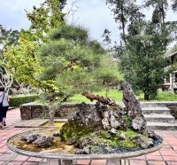 Bonsai, Hue