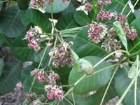 Cashewnussbaum
