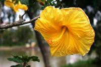 Da Lat - Eibisch