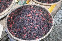 Da Lat - Maulbeeren