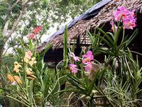 Das Orchideen Paradies Mekong Delta