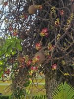 Der Kanonenkugelbaum