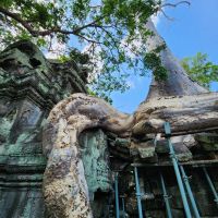 Dschungeltempel Ta Prohm