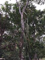 Gartenkunst