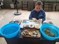 Ha Long (Perlengeschäft 