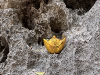 Hang Trinh Nu Cave