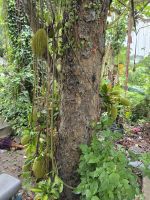 Jack Fruit