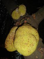 Jackfrucht