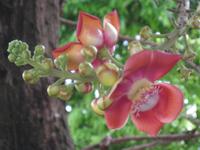 Kanonankugelbaum