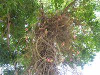 Kanonenkugelbaum