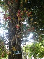 Kanonenkugelbaum