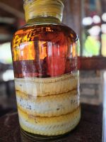 Kobra im Schnaps