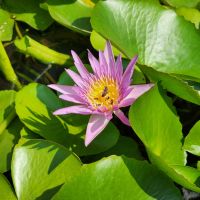 Lotosblume