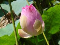 Lotusblüte