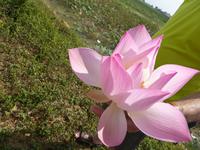 Lotusblume