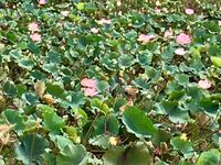 Lotusblumen