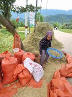 Mai Chau (Reis-Produktion)