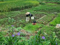 Mai Chau (Reisfelder)