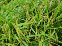 Mai Chau (Reisfelder)